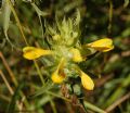 Melampyrum barbatum